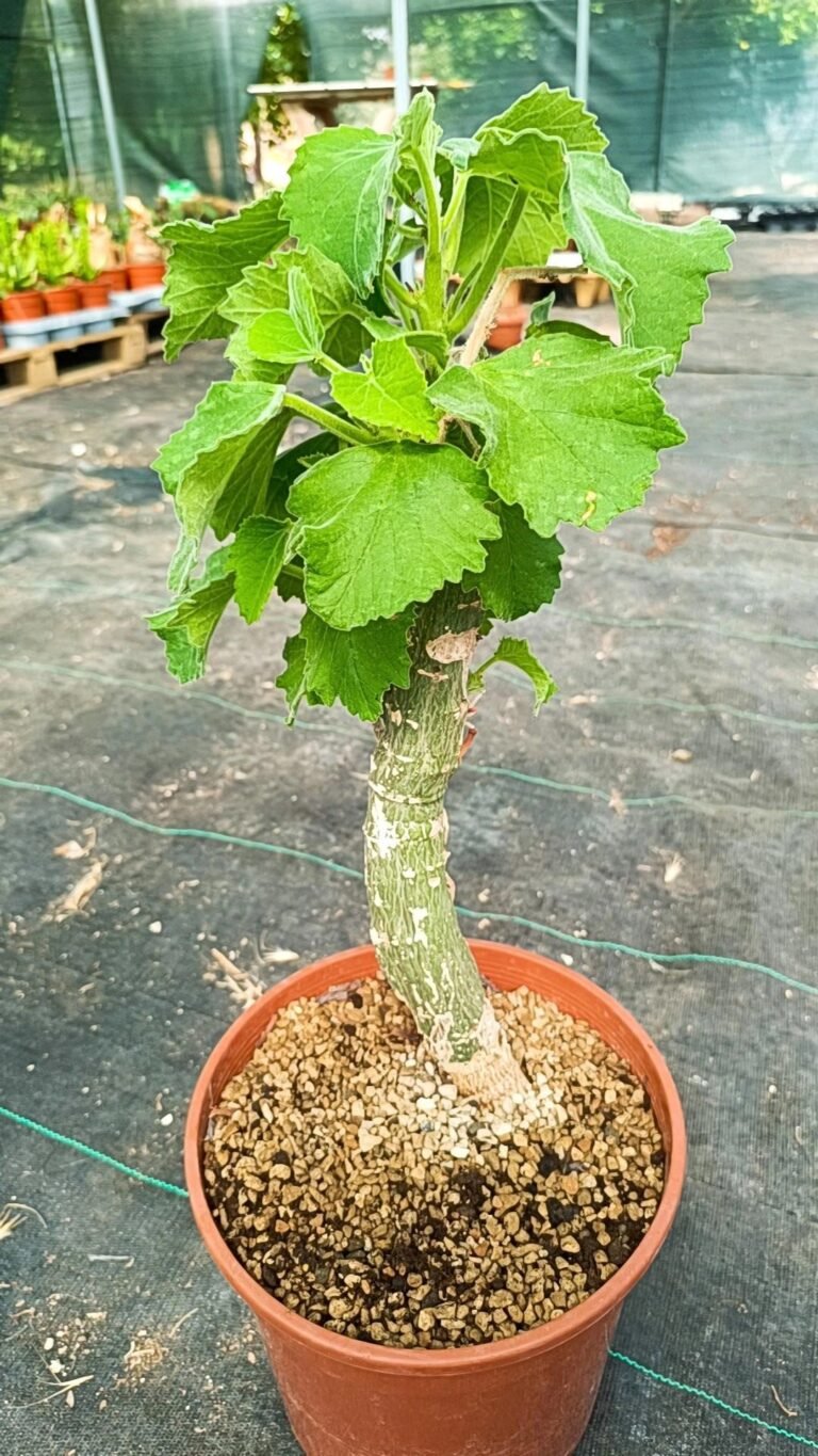 Siracactus-caudex-Adenia-keramanthus-3.jpg