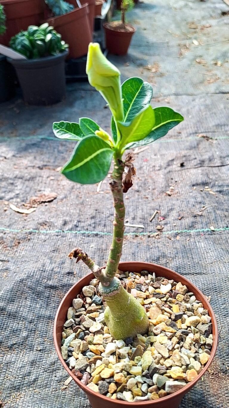 Siracactus-caudex-Adenium-obesum-yellow.jpg