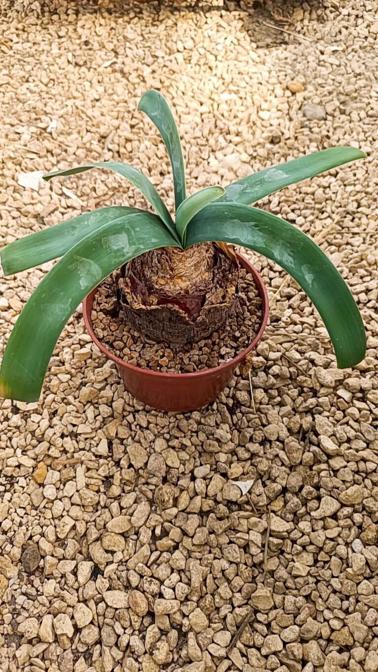 Siracactus-caudex-Ammocharis-coranica-1.jpg