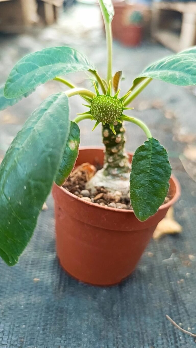 Siracactus-caudex-Dorstenia-foetida-f-verde.jpg