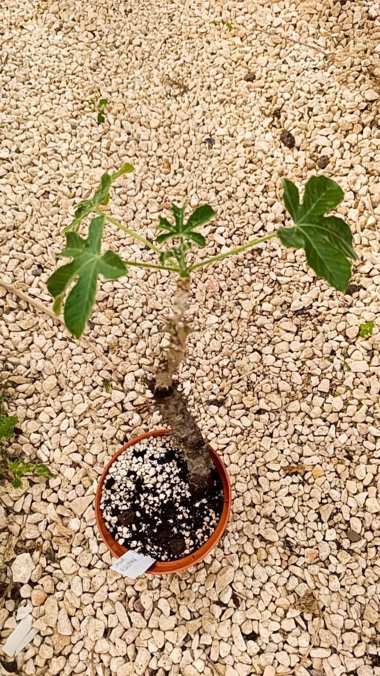 Siracactus-caudex-Jatropha-fissispina.jpg