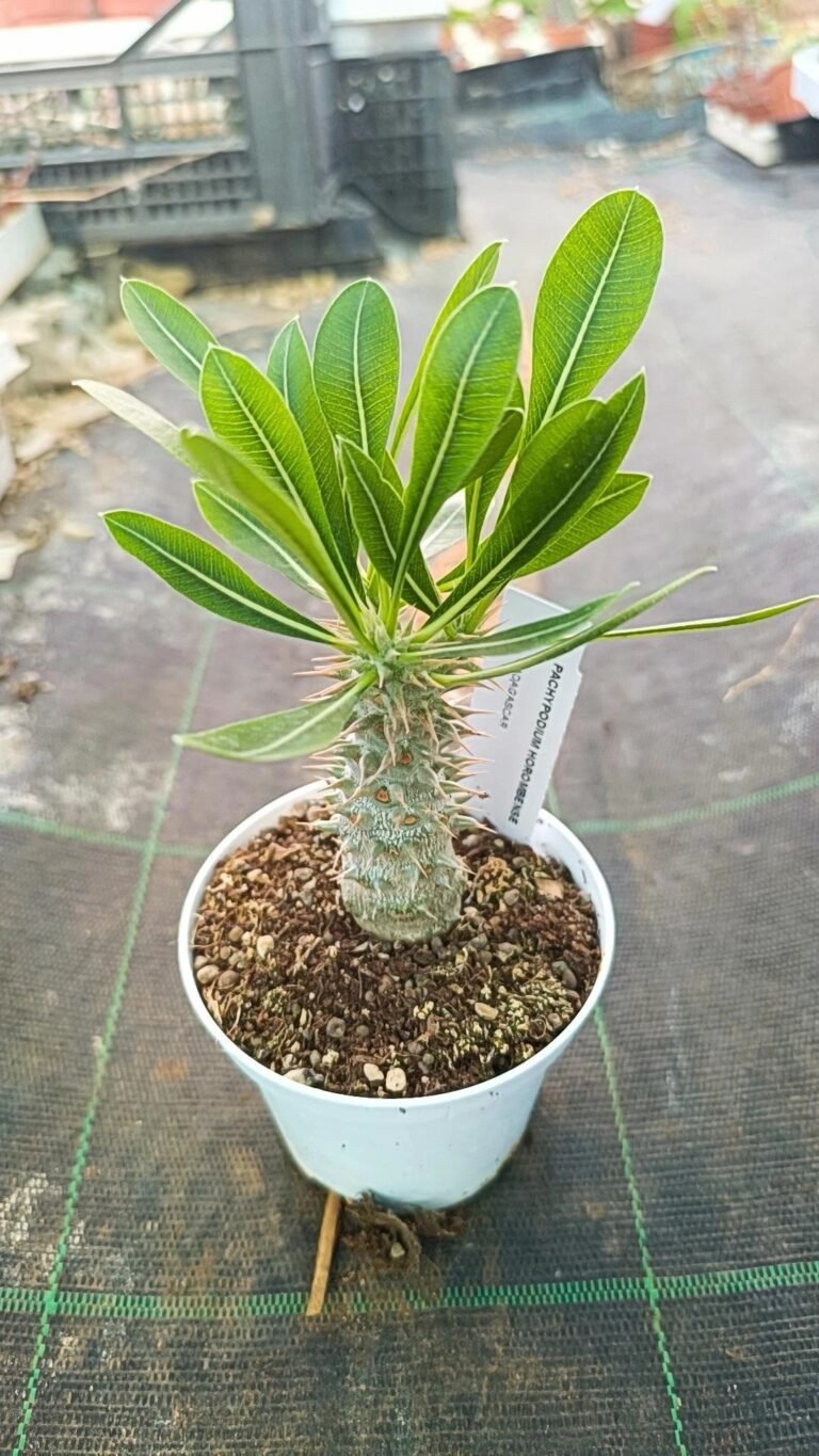 Siracactus-caudex-Pachypodium-horombense-5.jpg