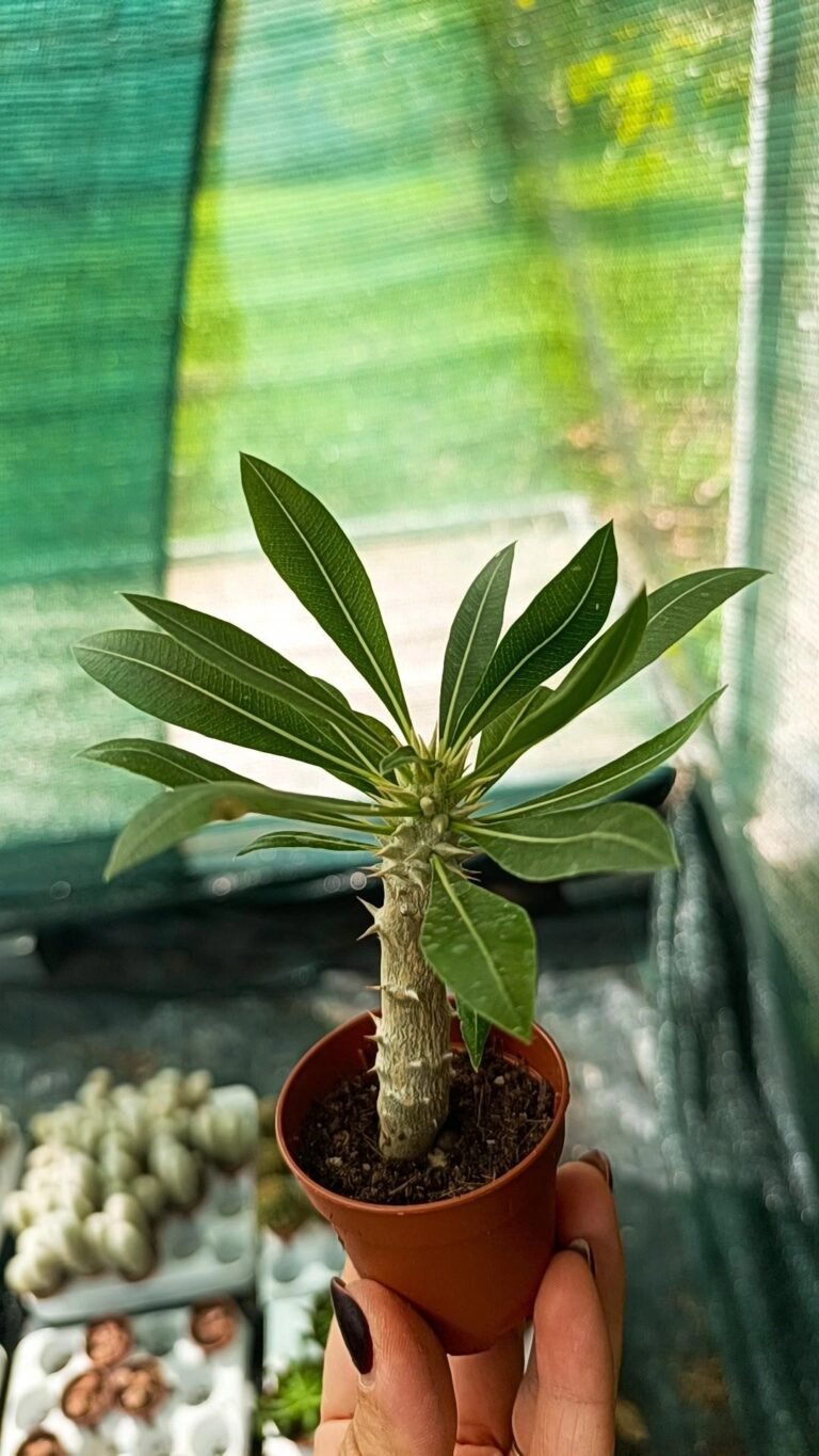 Siracactus-caudex-Pachypodium-horombense-6.jpg