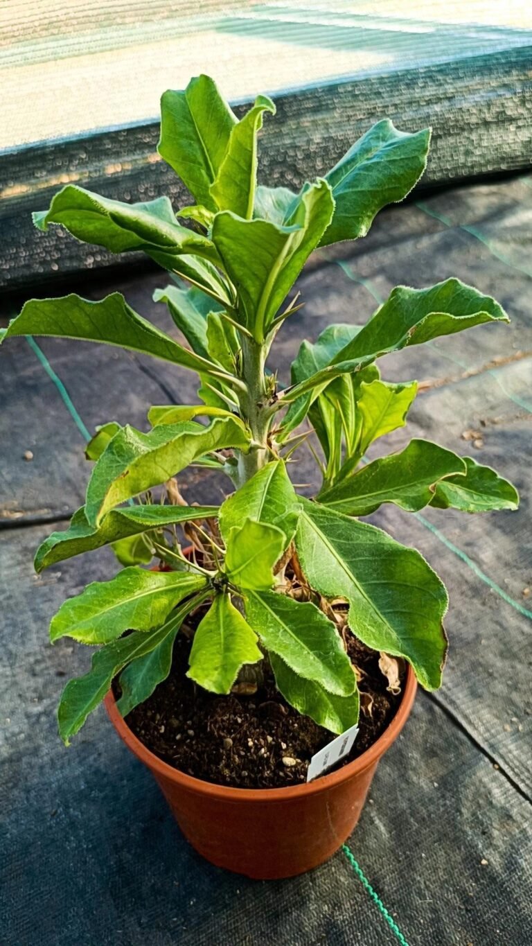 Siracactus-caudex-Pachypodium-saundersii-accestiti.jpg