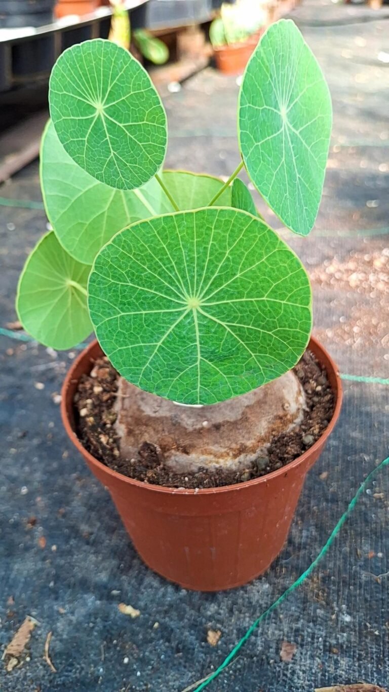 Siracactus-caudex-Stephania-erecta.jpg