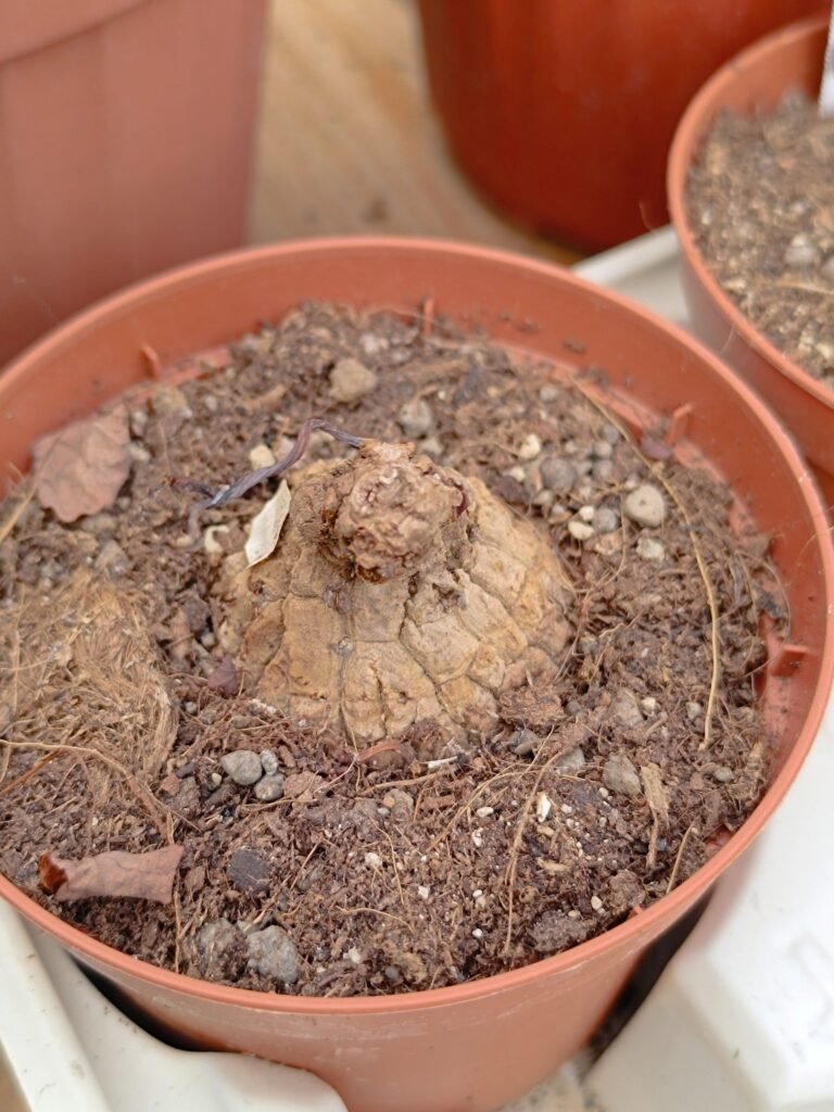 Siracactus-caudex-Stephania-suberosa-1.jpg