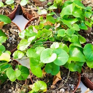 Testudinaria Elephantipes o Dioscorea