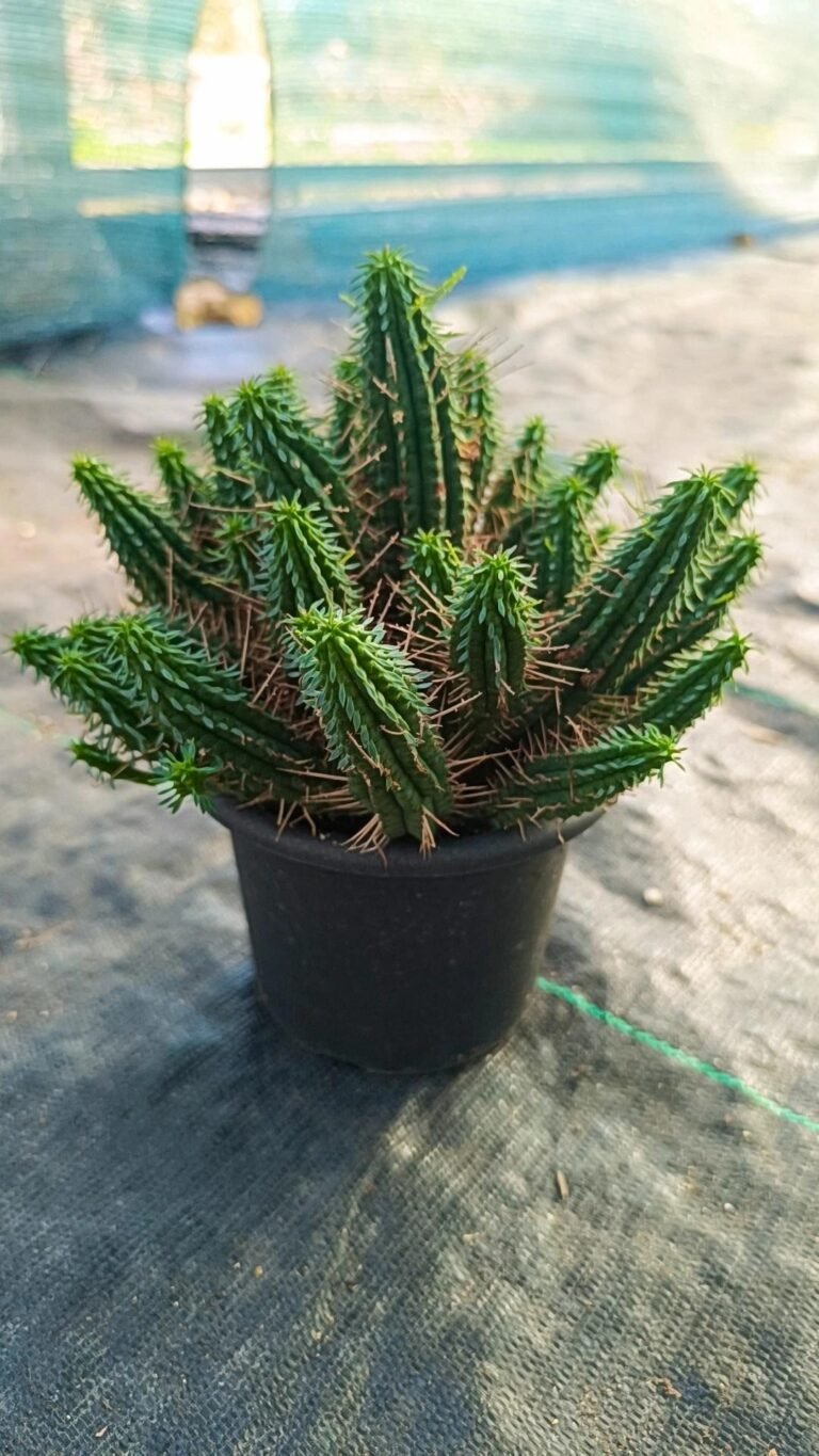 Siracactus-euphorbiaceae-Euphorbia-aggregata-accestita.jpg