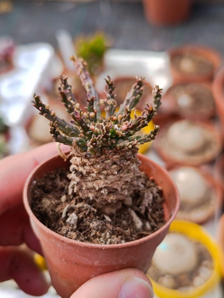 Siracactus-euphorbiaceae-Euphorbia-flanaganii-1-1.jpg
