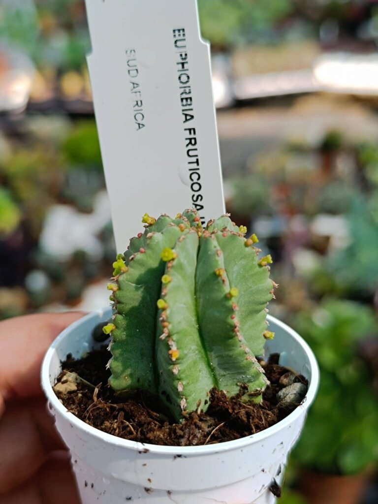 Siracactus-euphorbiaceae-Euphorbia-fruticosa-inermis.jpg