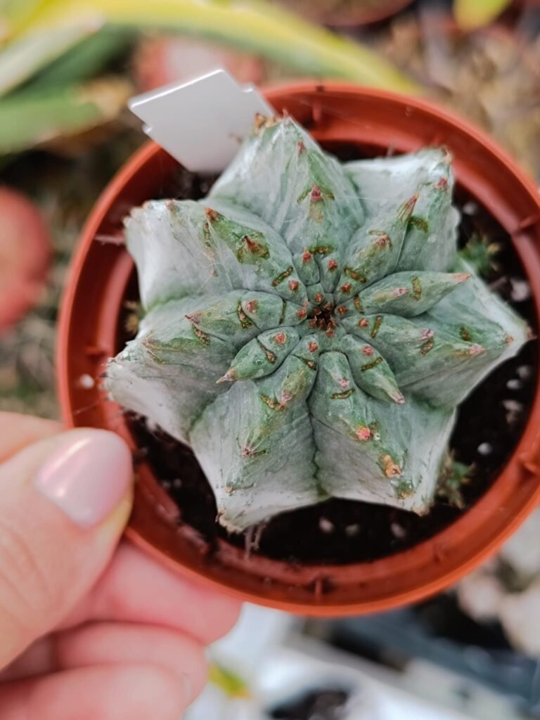 Siracactus-euphorbiaceae-Euphorbia-horrida-v.-Major-nova-1.jpg