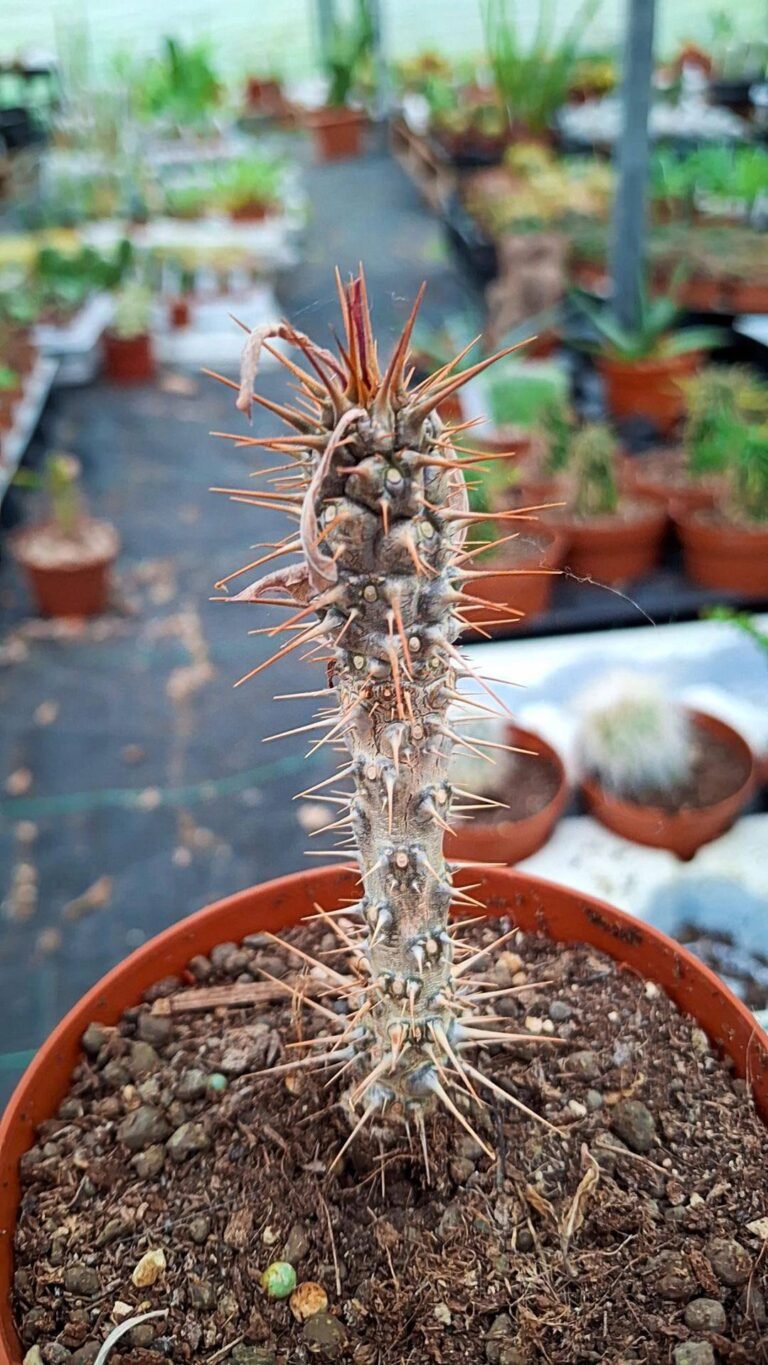 Siracactus-euphorbiaceae-Euphorbia-iharanae-1.jpg