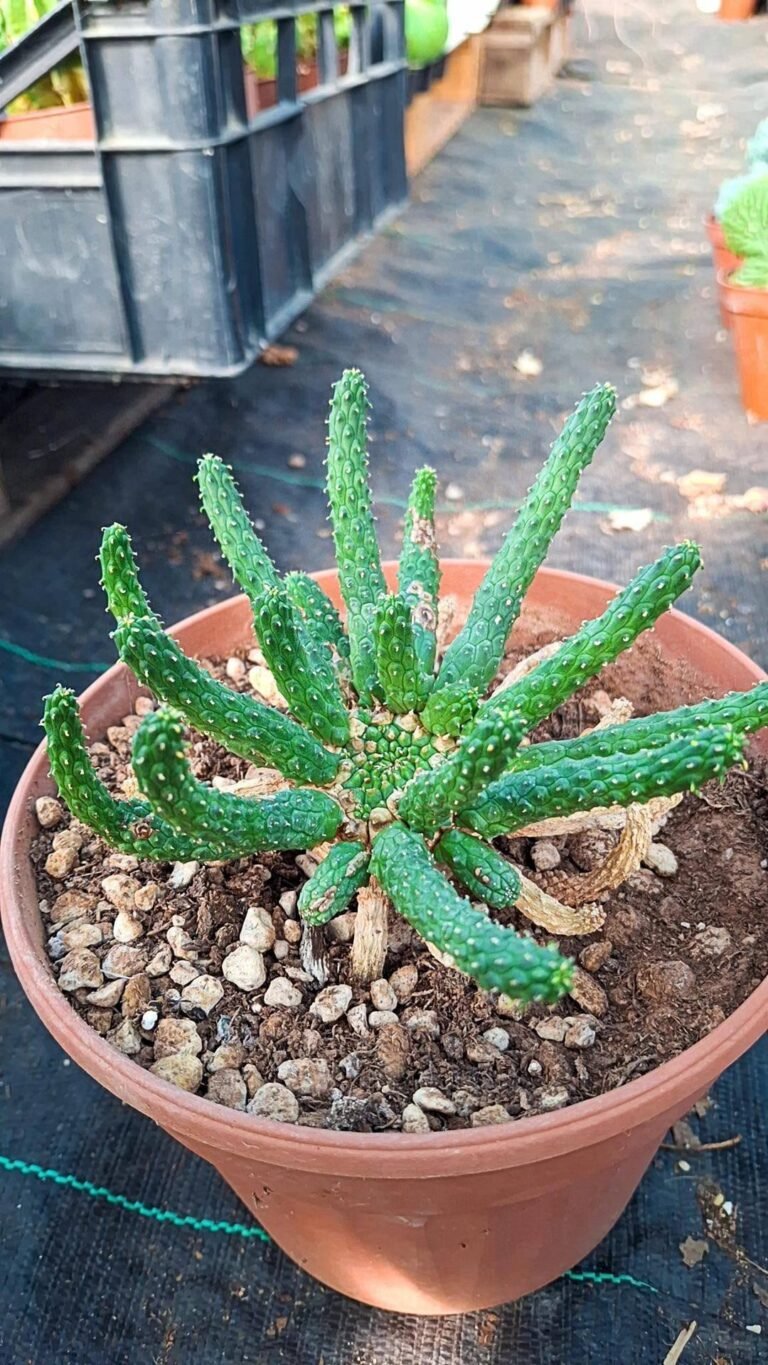 Siracactus-euphorbiaceae-Euphorbia-inermis-5.jpg