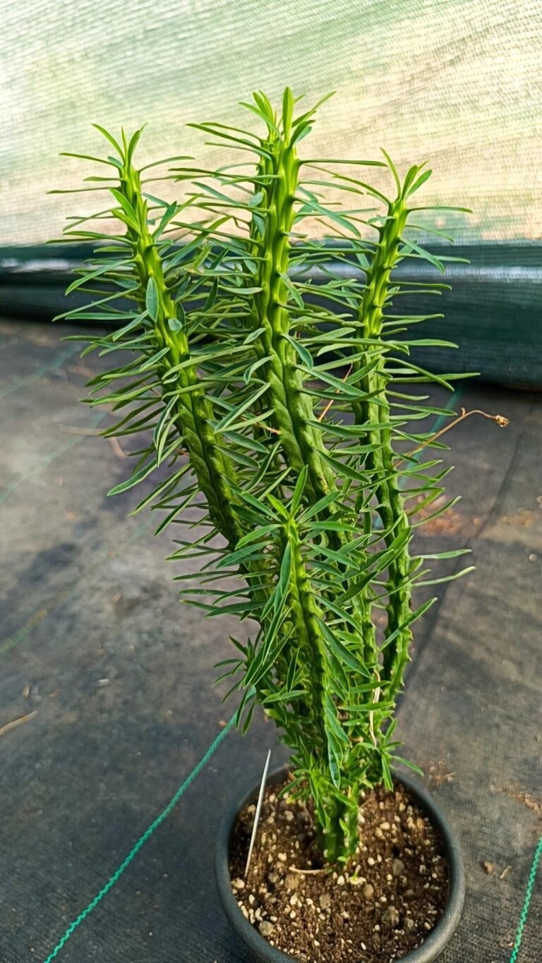 Siracactus-euphorbiaceae-Euphorbia-loricata-4.jpg