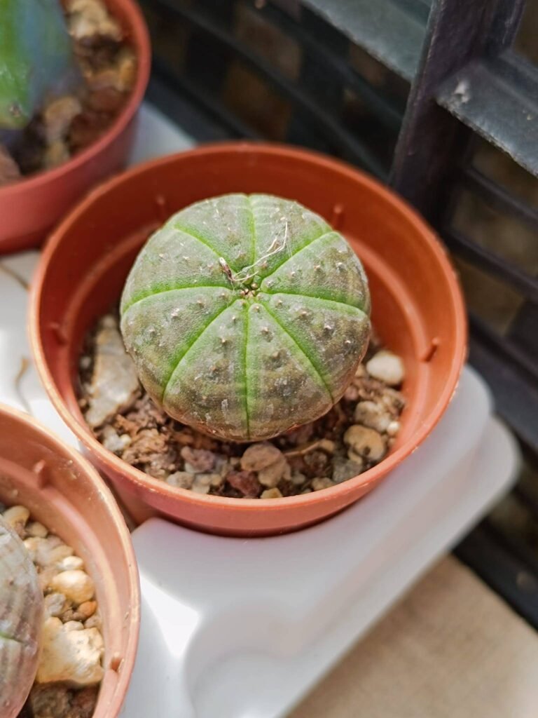 Siracactus-euphorbiaceae-Euphorbia-obesa-1.jpg