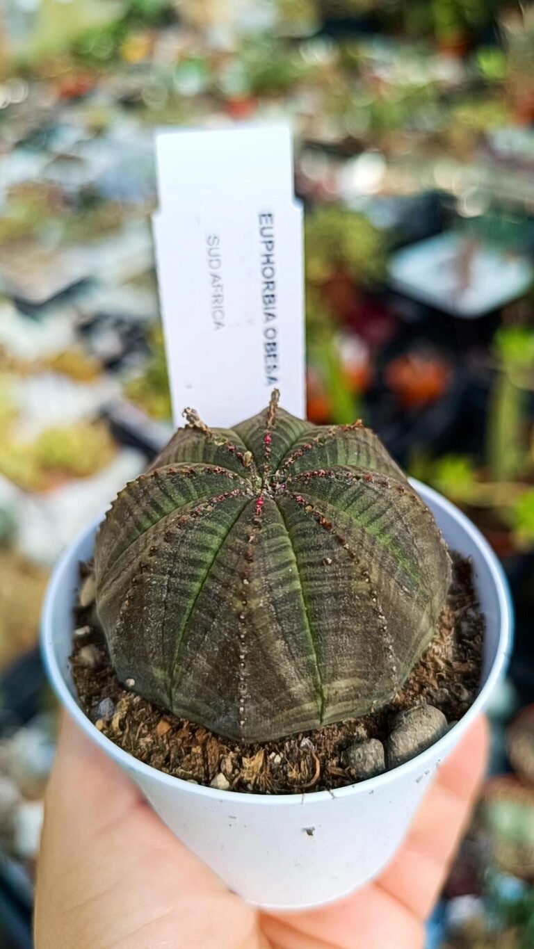 Siracactus-euphorbiaceae-Euphorbia-obesa-4.jpg