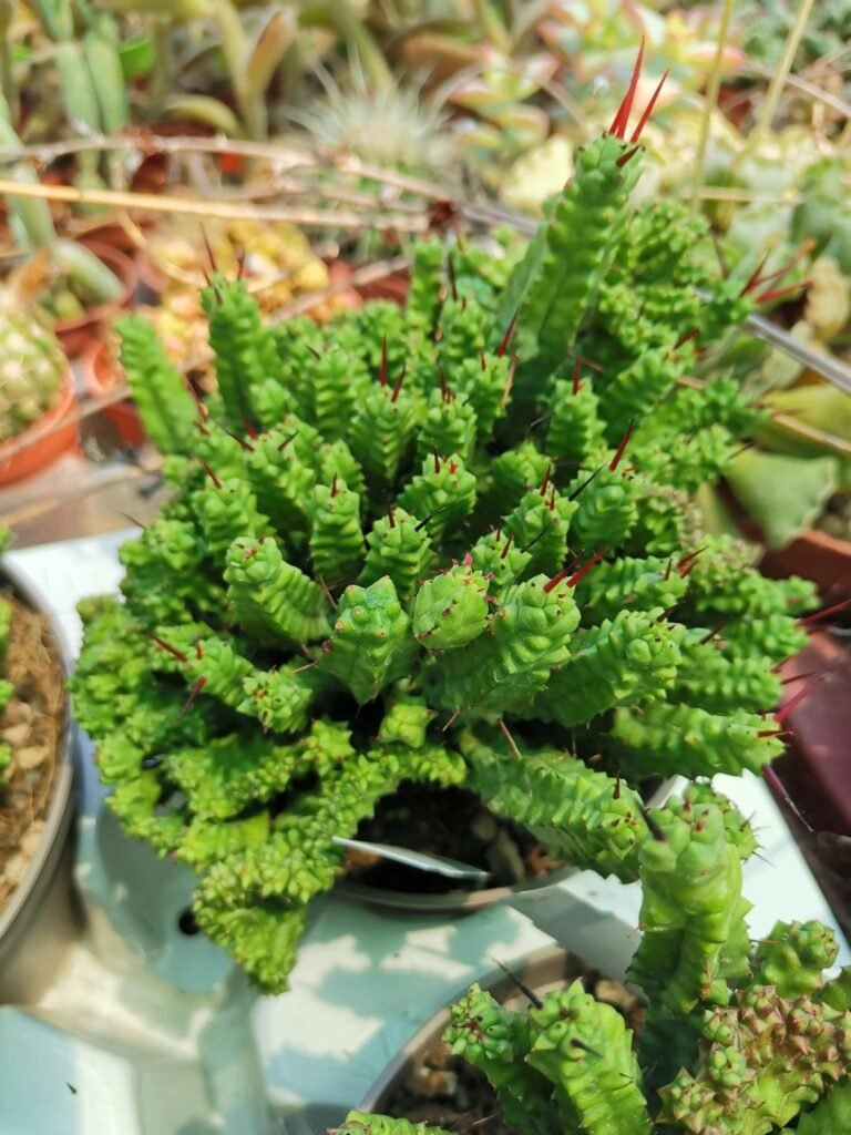 Siracactus-euphorbiaceae-Euphorbia-pentagona-crestata-mostruosa.jpg