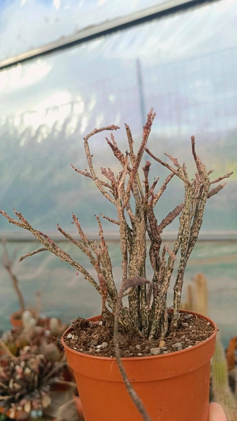 Siracactus-euphorbiaceae-Euphorbia-platyclada.jpg