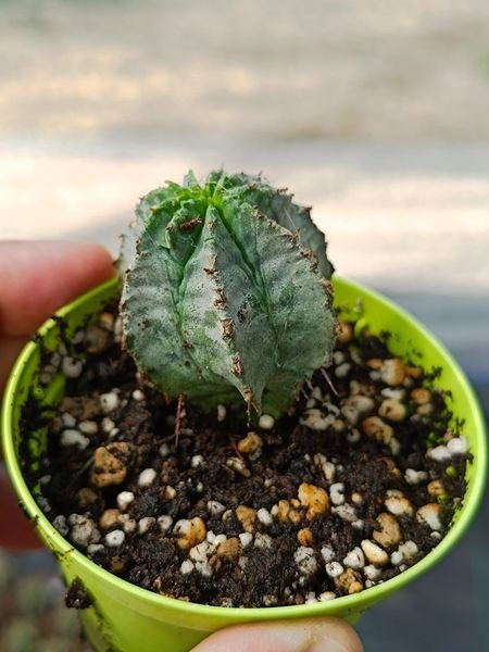 Siracactus-euphorbiaceae-Euphorbia-polygona-snow-flake.jpg
