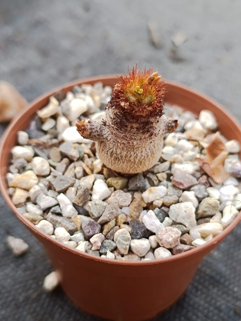 Siracactus-euphorbiaceae-Euphorbia-ramena-Madagascar.jpg