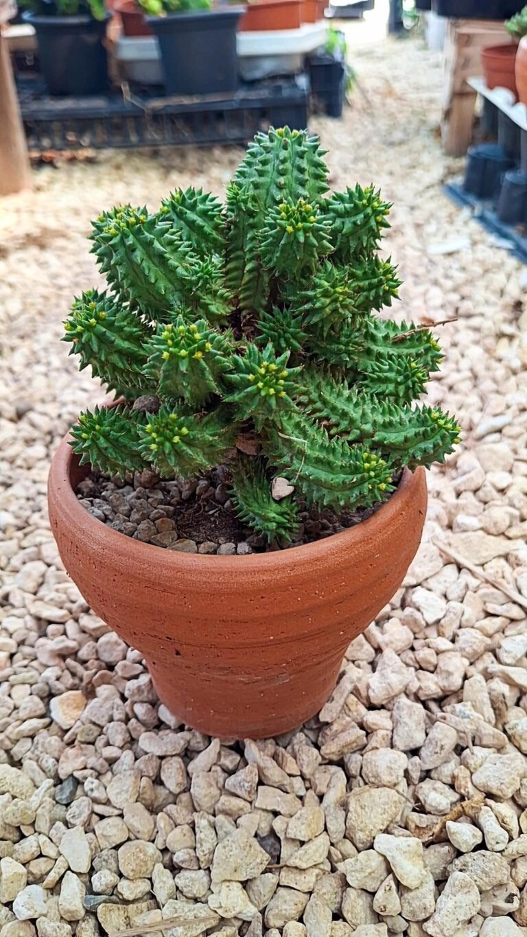Siracactus-euphorbiaceae-Euphorbia-suzannae-3.jpg