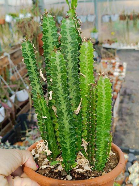 Siracactus-euphorbiaceae-Euphorbia-trigona.jpg