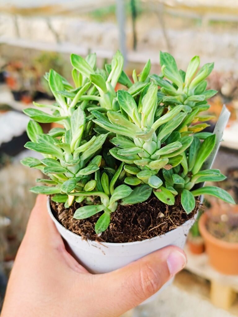 Siracactus-euphorbiaceae-Monadenium-lugardiae.jpg
