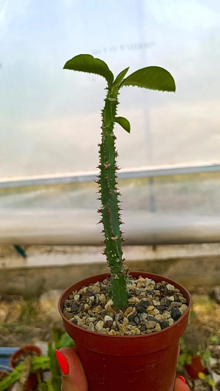 Siracactus-euphorbiaceae-Monadenium-magnificum.jpg