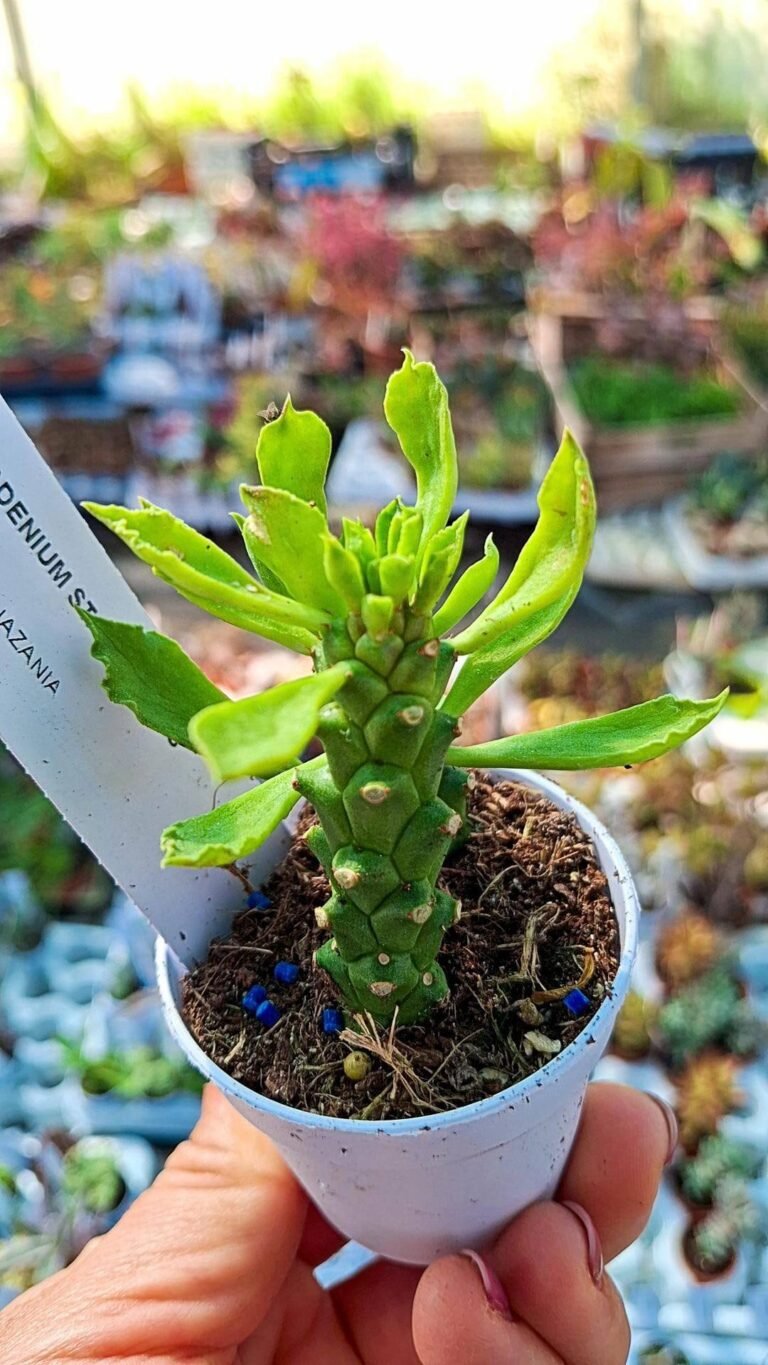 Siracactus-euphorbiaceae-Monadenium-stapelioides.jpg