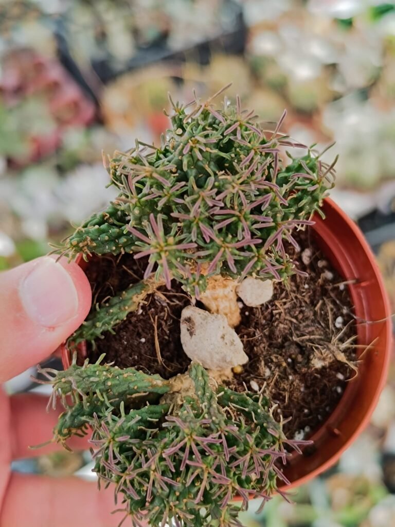 Siracactus-euphorbiaceae-euphorbia-pugniformis.jpg