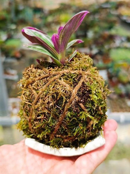 Siracactus-kokedama-Kokedama-succulenta.jpg
