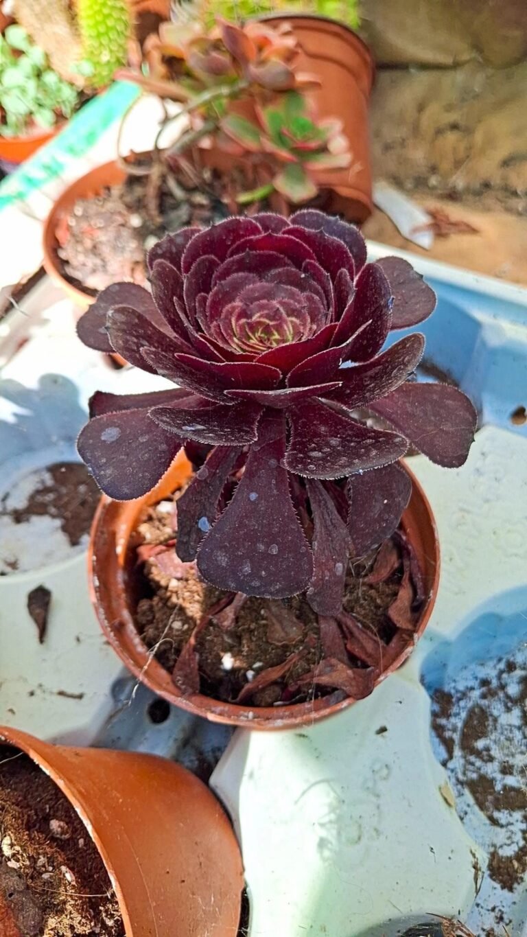 Siracactus-succulente-Aeonium-atropurpureum-1.jpg