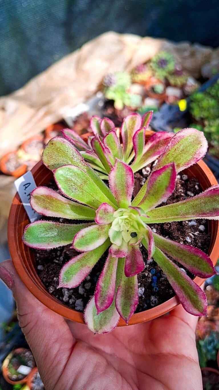 Siracactus-succulente-Aeonium-moqi-Variegata-korean-cluster-2.jpg
