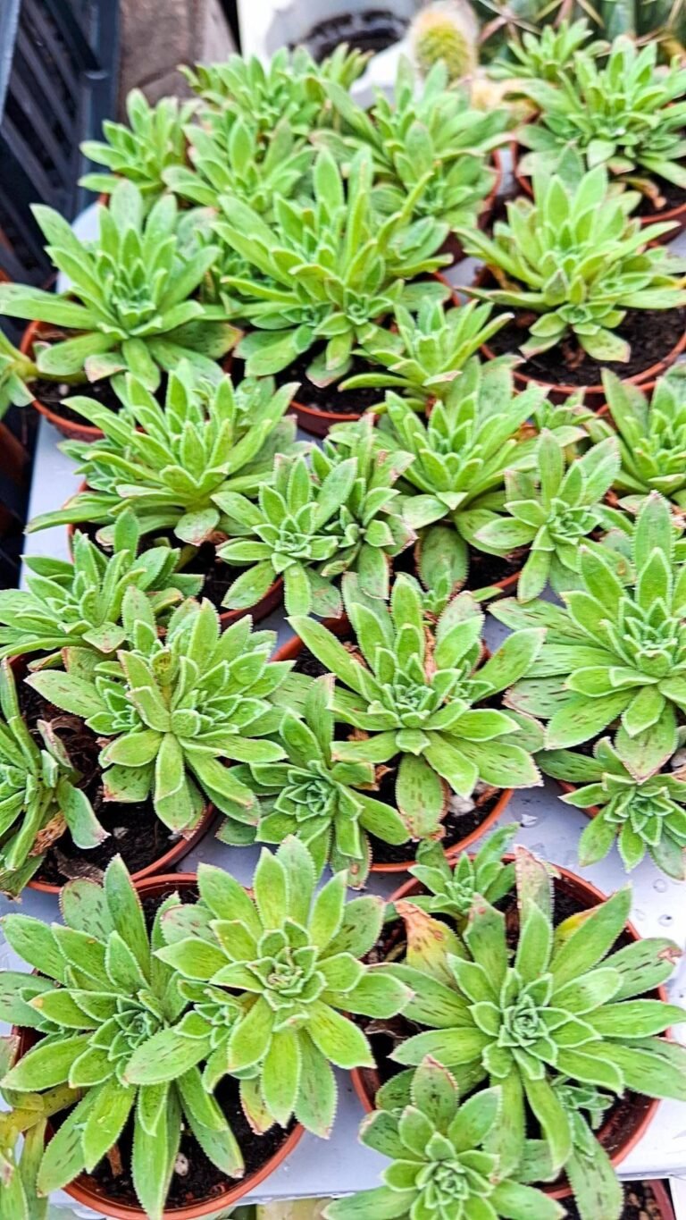Siracactus-succulente-Aeonium-simsii.jpg