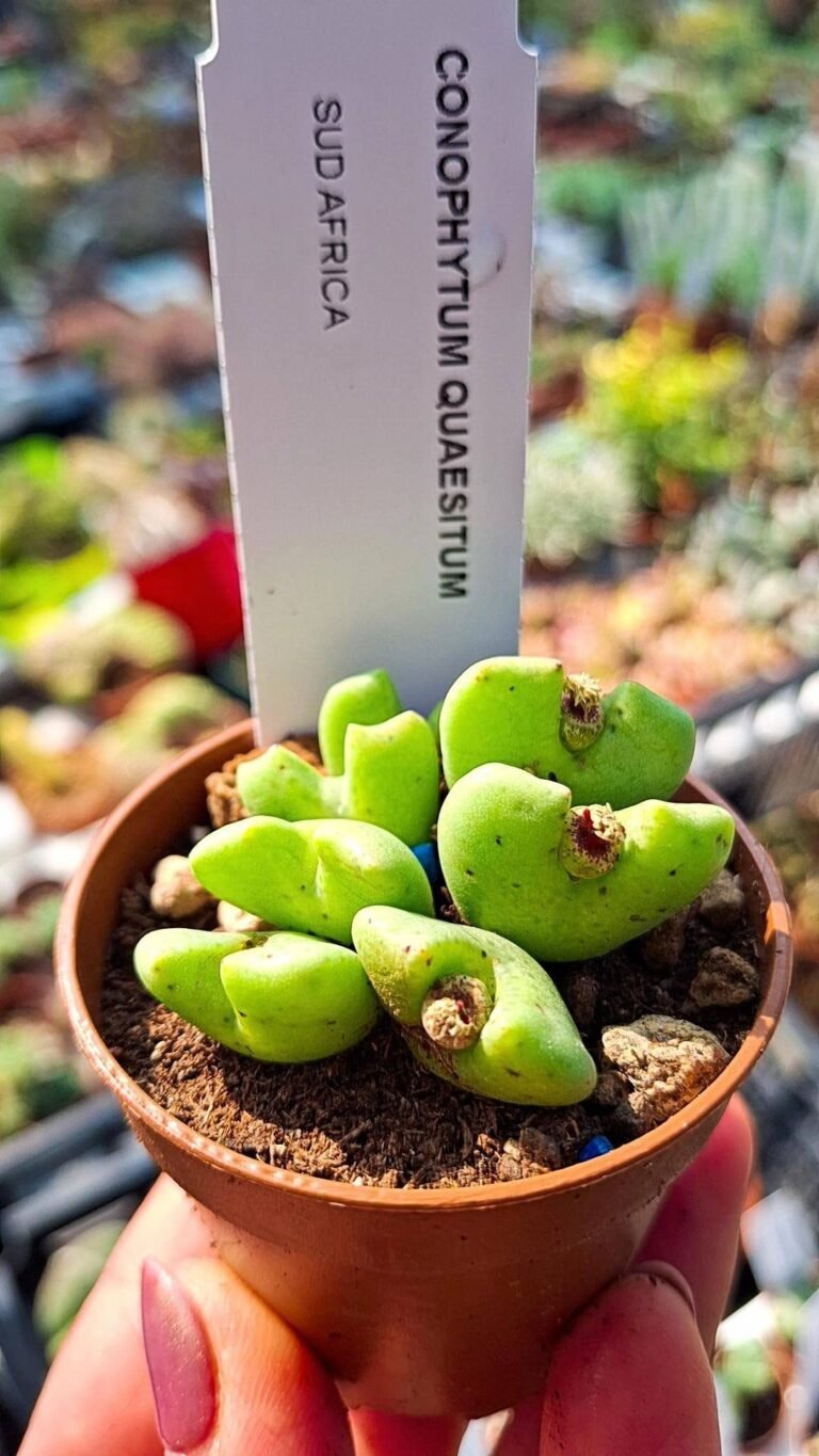 Siracactus-succulente-Conophytum-quaesitum.jpg