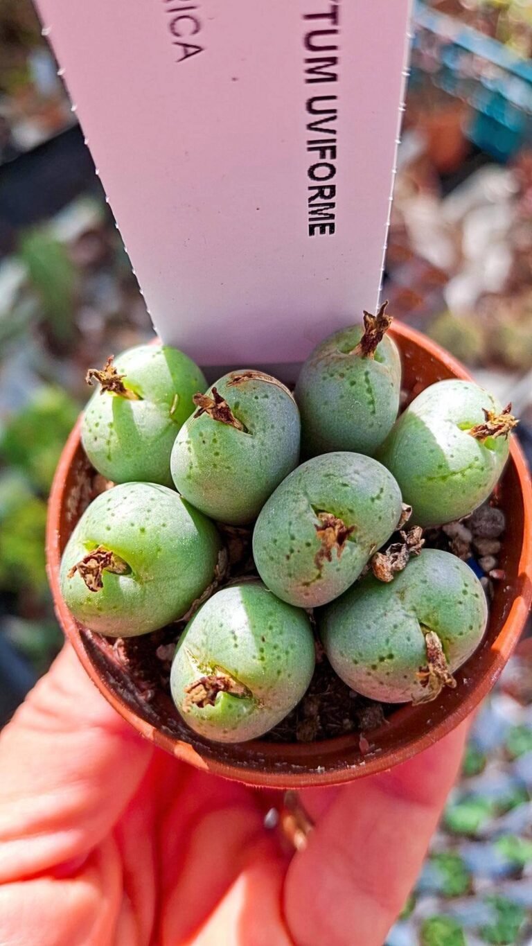 Siracactus-succulente-Conophytum-uviforme.jpg