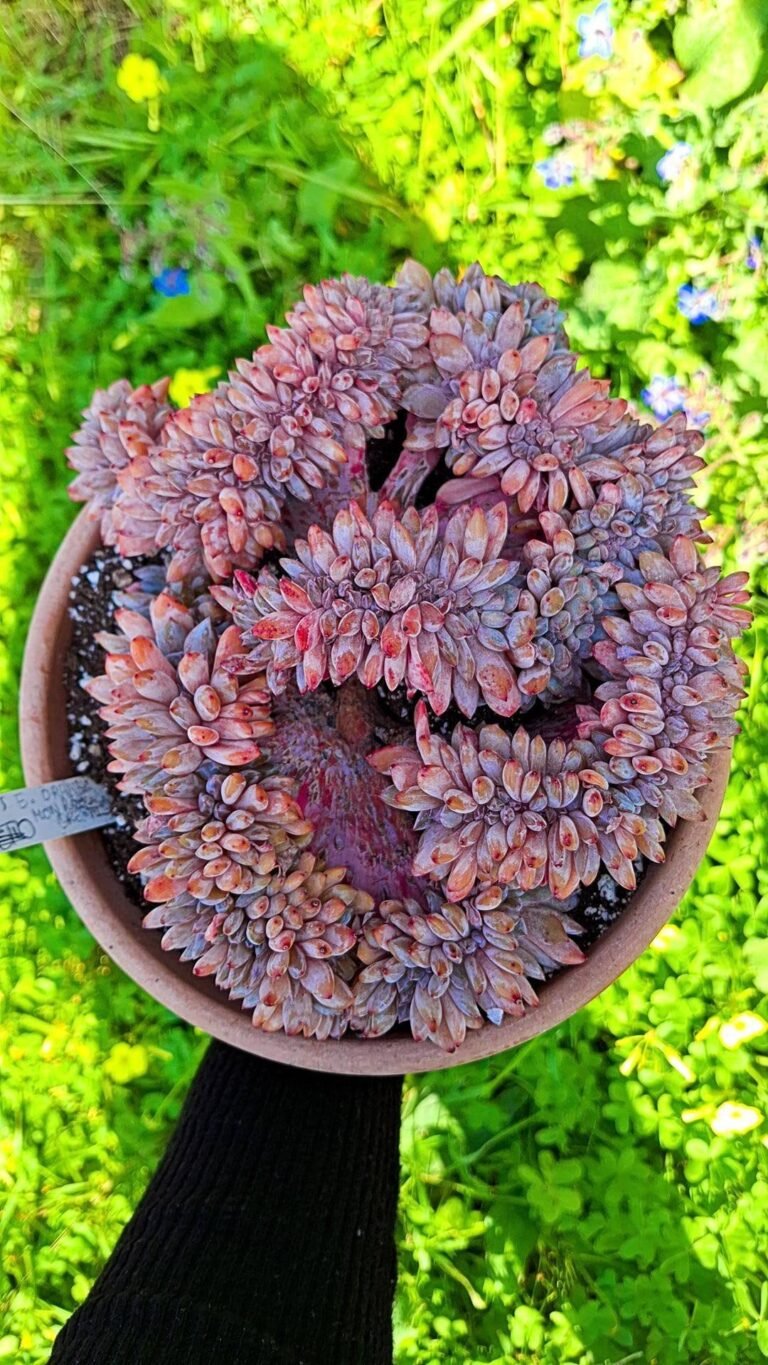 Siracactus-succulente-Echeveria-Orange-Monroe-crestata-korean.jpg