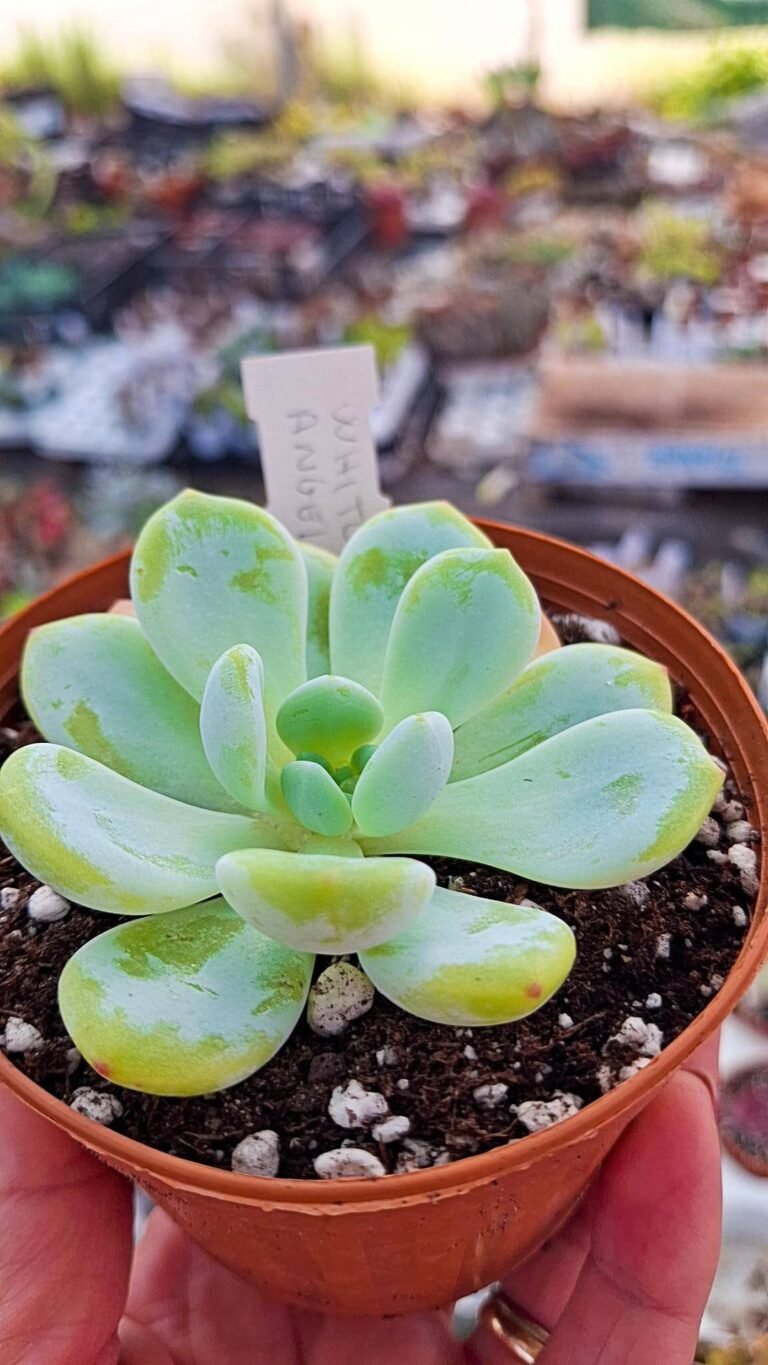 Siracactus-succulente-Echeveria-White-Angel-korean.jpg