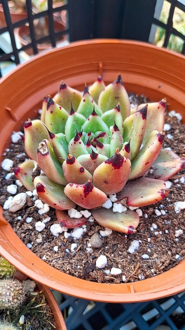 Siracactus-succulente-Echeveria-ebony-x-cuspidata-5.jpg