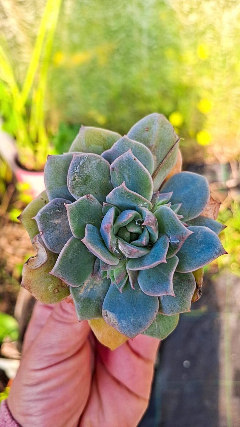 Siracactus-succulente-Echeveria-silver-Queen-1.jpg