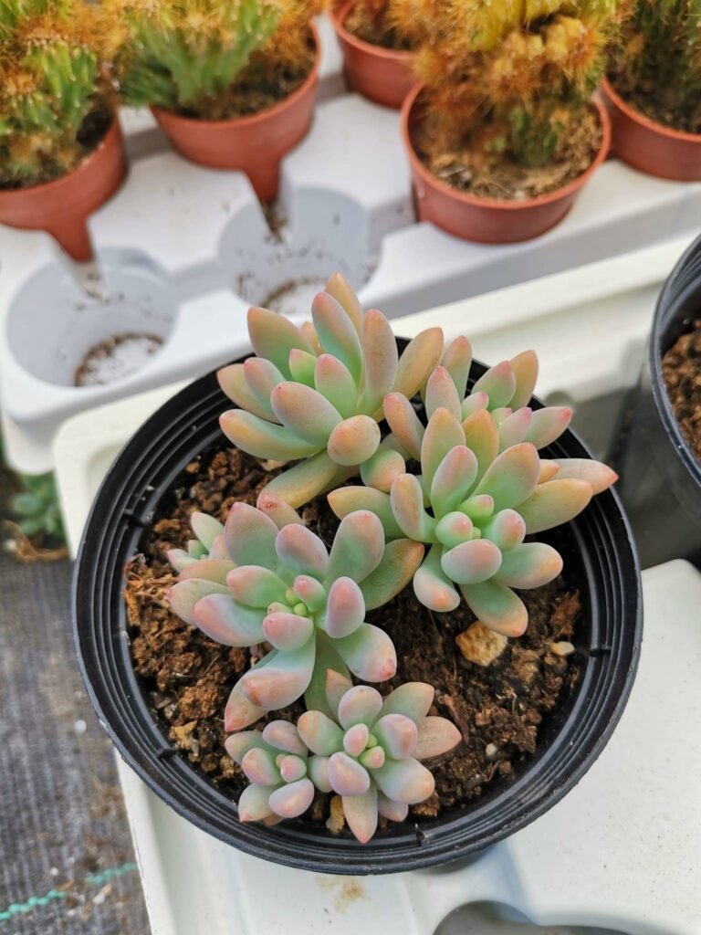 Siracactus-succulente-Graptosedum-pachyphyllum-rose-5.jpg