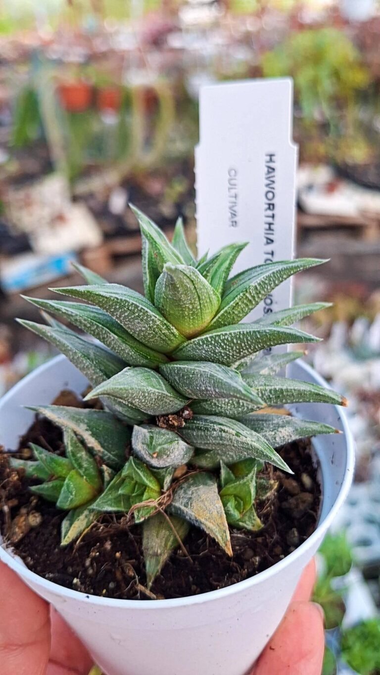Siracactus-succulente-Haworthia-tortuosa-variegata.jpg