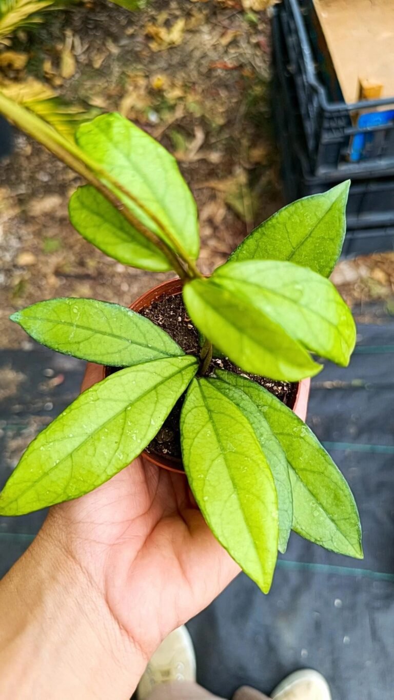 Siracactus-succulente-Hoya-Hybrid-crassipetiolata.jpg