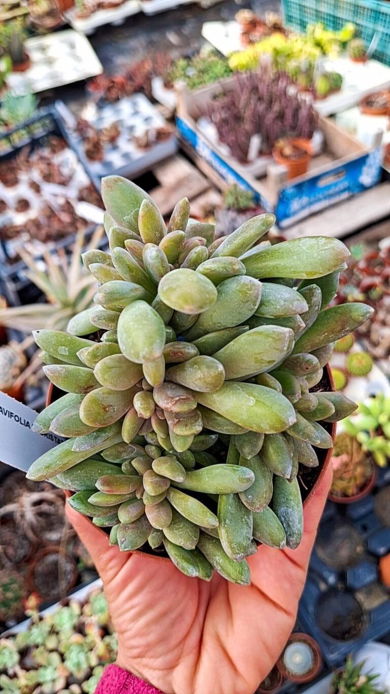 Siracactus-succulente-Pachyveria-clavifolia-crestata.jpg