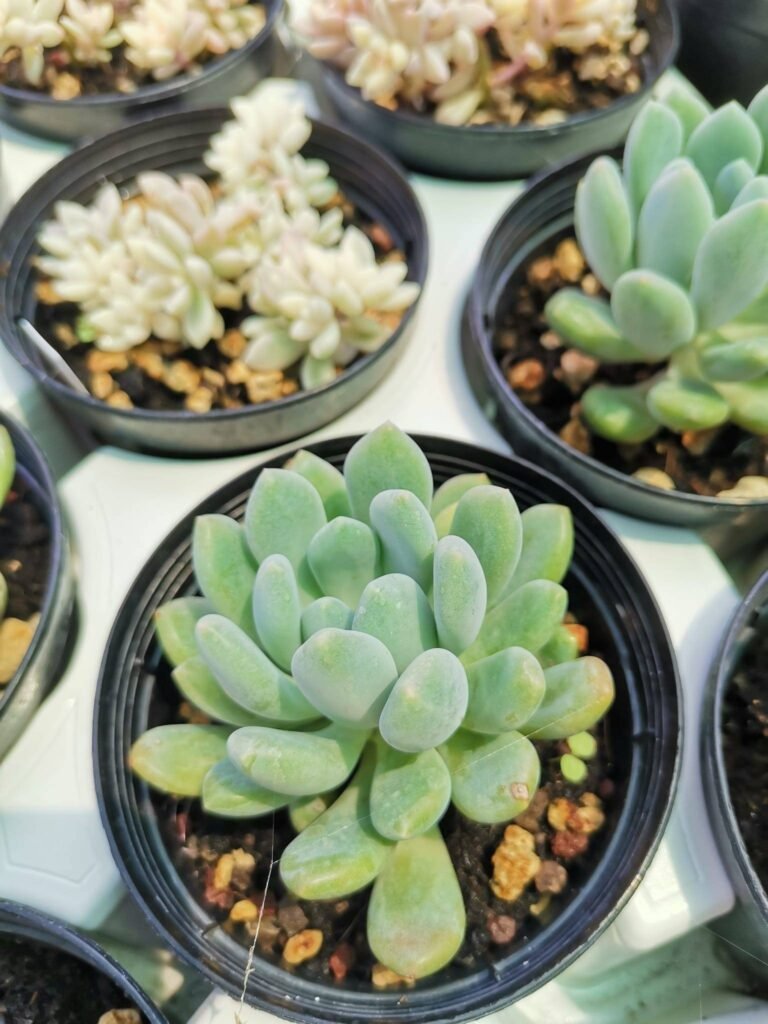 Siracactus-succulente-Pachyveria-pachyphytoides-walt.jpg