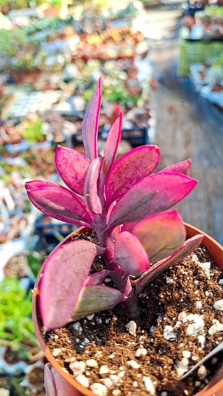Siracactus-succulente-Senecio-crassissimus-variegata-korean.jpg