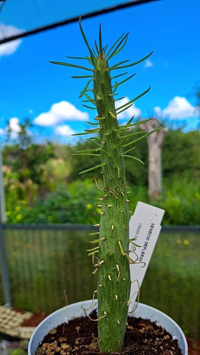 Siracactus-succulente-Senecio-deflersii.jpg