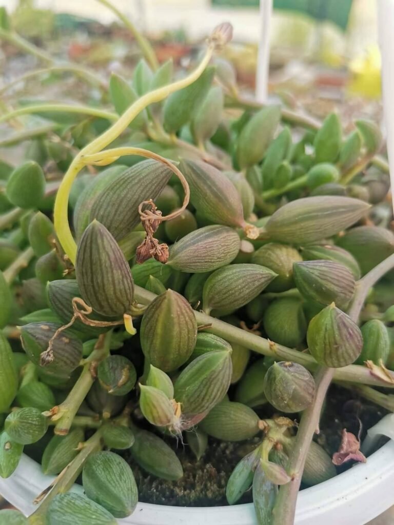 Siracactus-succulente-Senecio-herreianus-string-of-watermelon.jpg