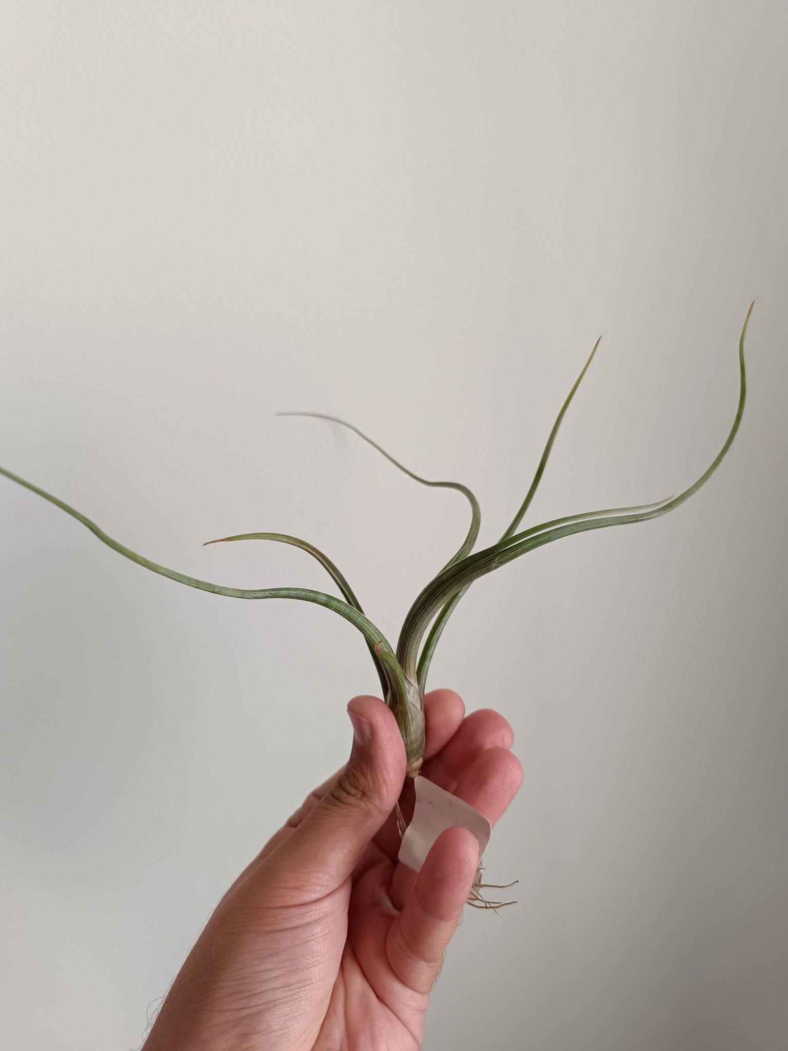Siracactus-tillandsia-Tillandsia-baileyi.jpg