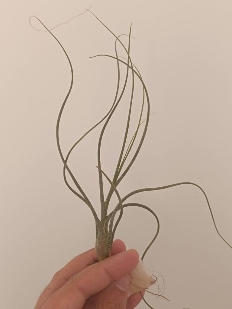 Siracactus-tillandsia-Tillandsia-butzii.jpg